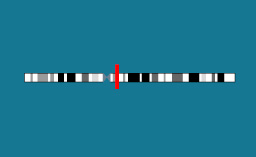 Gène AR sur le chromosome X